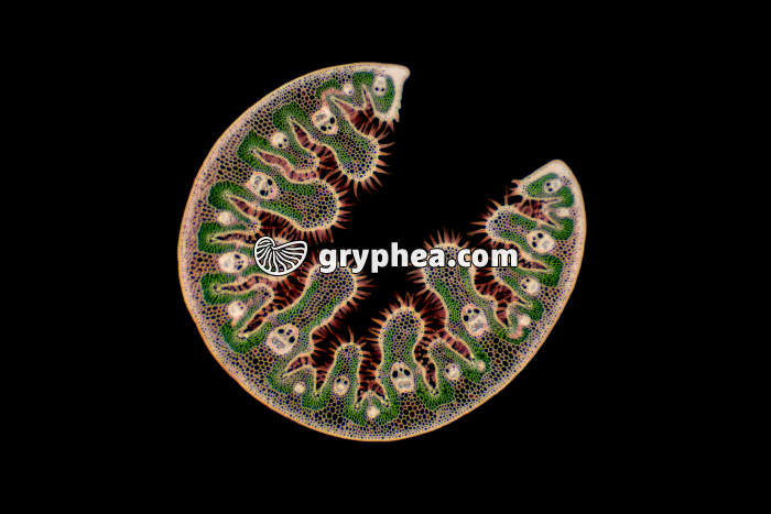 Feuille d'Oyat CT x10 - gryphea.org